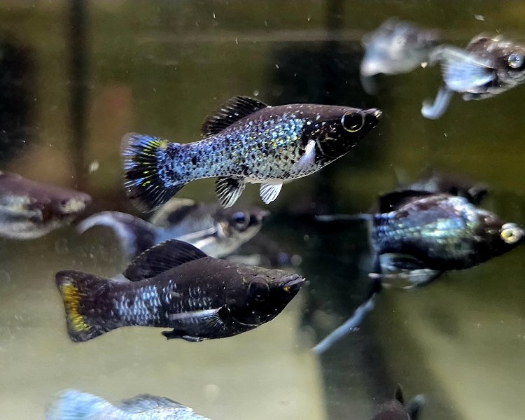 Electric Blue Black Molly ~ 3cm